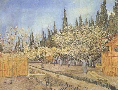 Vincent Van Gogh Orchard in Blossom,Bordered by Cypresses (nn04) oil painting picture